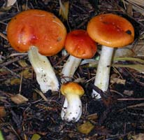 Hygrophorus speciosus.